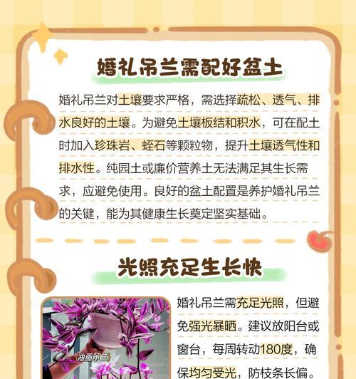 吊兰怎么栽种？吊兰的正确种植方法是什么？