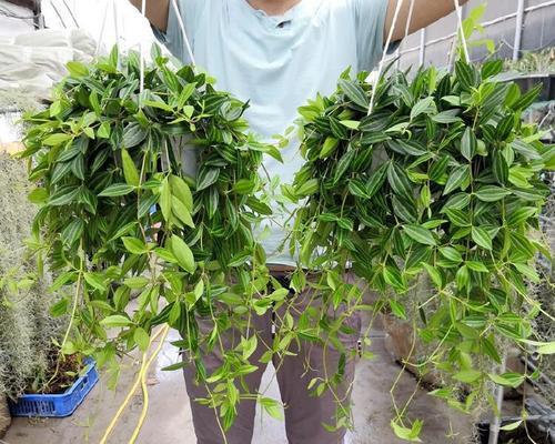 吊兰怎么栽种？吊兰的正确种植方法是什么？