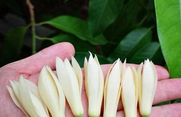 白兰花养殖需要注意什么？白兰花的养殖技巧有哪些？