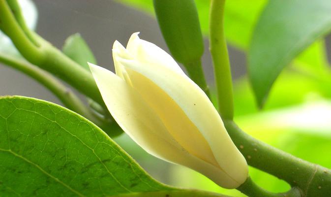 白兰花养殖需要注意什么？白兰花的养殖技巧有哪些？