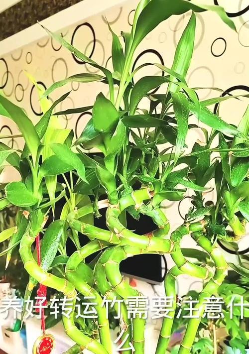 转运竹种植技巧是什么？