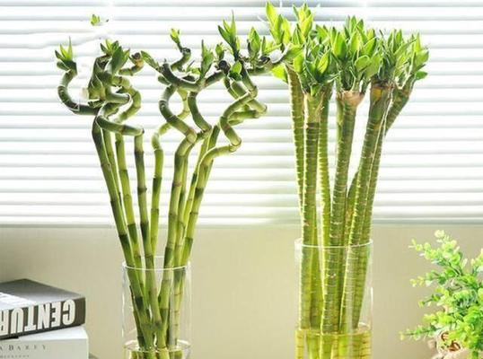 转运竹种植技巧是什么？
