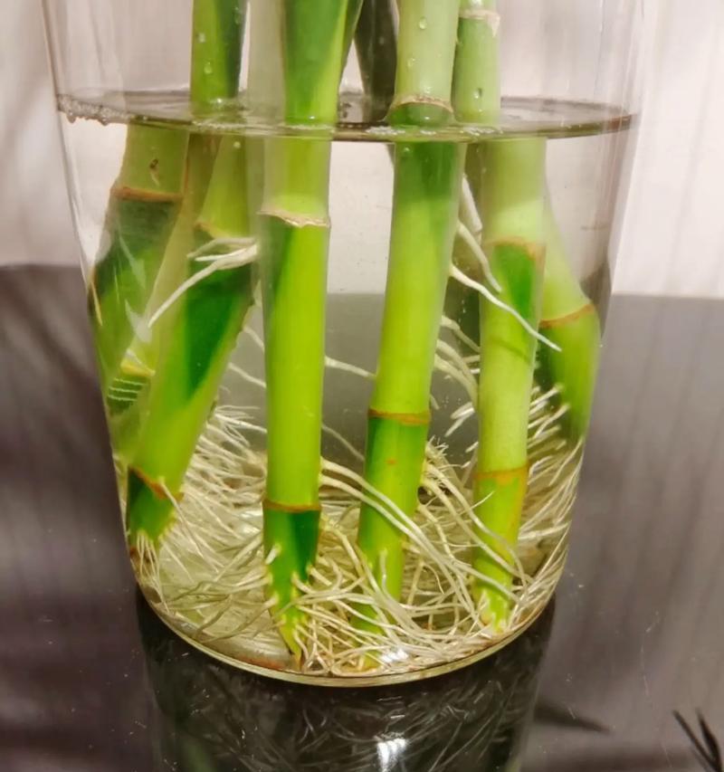转运竹种植技巧是什么？