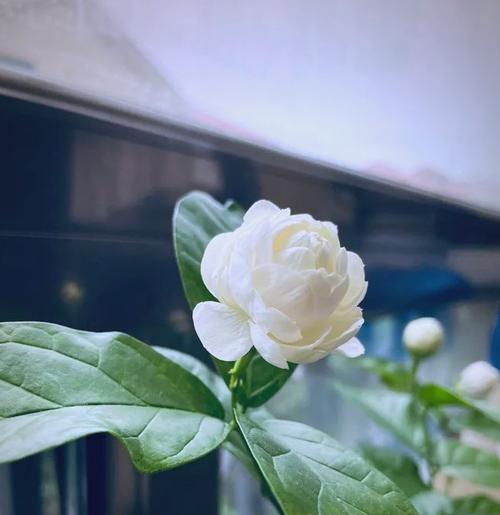 虎头茉莉夏季的养护技巧有哪些？