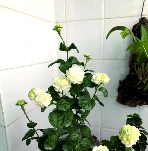 虎头茉莉夏季的养护技巧有哪些？