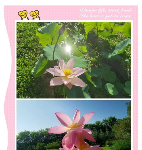 河花种植的最佳时机是什么时候？种植方法有哪些？