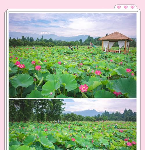 河花种植的最佳时机是什么时候？种植方法有哪些？