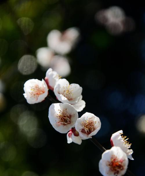 梅花盆景养护要点：如何保持其优雅姿态？