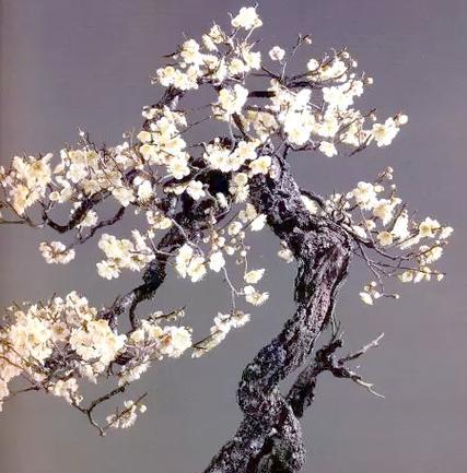 梅花盆景养护要点：如何保持其优雅姿态？
