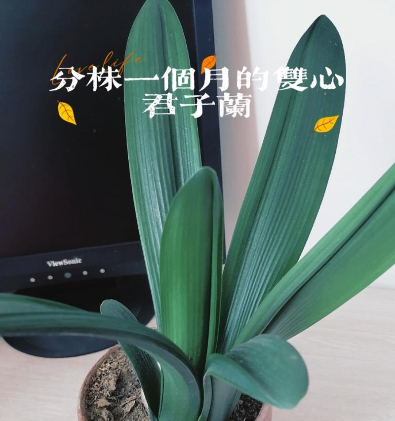 君子兰分株的最佳时机是什么时候？