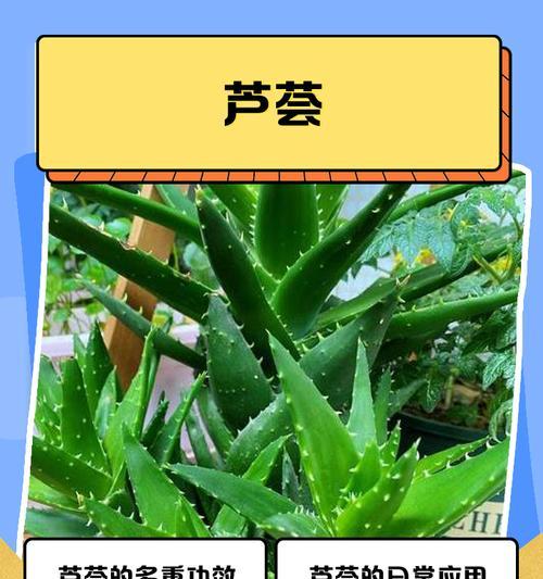 冬季芦荟的养护技巧有哪些？