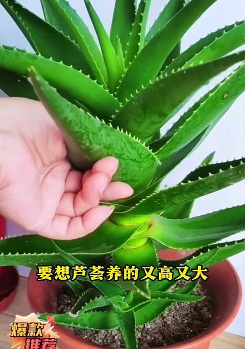 冬季芦荟的养护技巧有哪些？