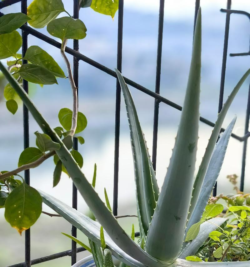 冬季芦荟的养护技巧有哪些？