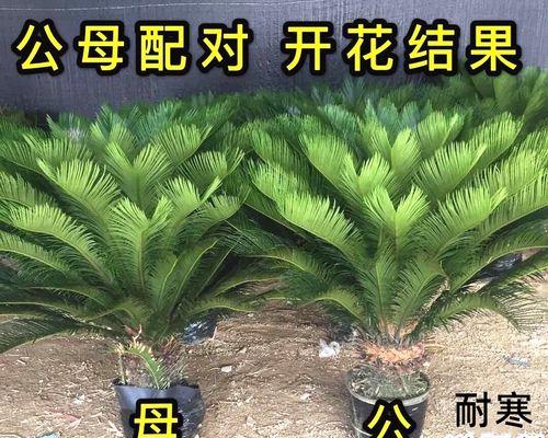 铁树树的养殖方法有哪些？