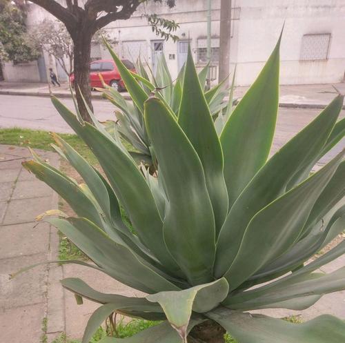 什么花不用浇水？哪些植物适合懒人养护？