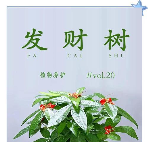 发财树树干增粗的方法是什么？