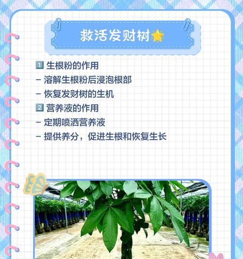 发财树树干增粗的方法是什么？