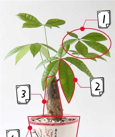 发财树树干增粗的方法是什么？