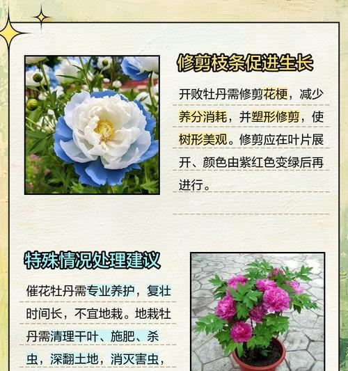 牡丹花修剪技巧及注意事项有哪些？