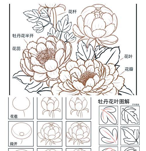 牡丹花修剪技巧及注意事项有哪些？