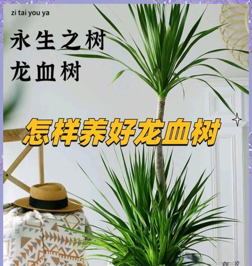 龙须树的养护技巧和注意事项？