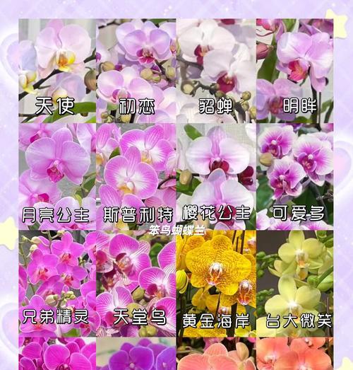 胡蝶兰的养殖环境要求是什么？