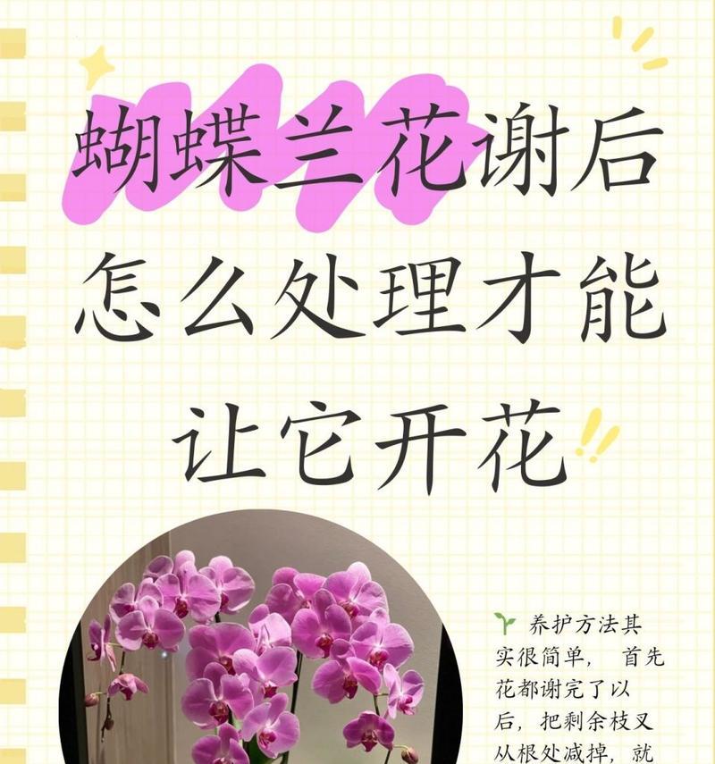 胡蝶兰的养殖环境要求是什么？