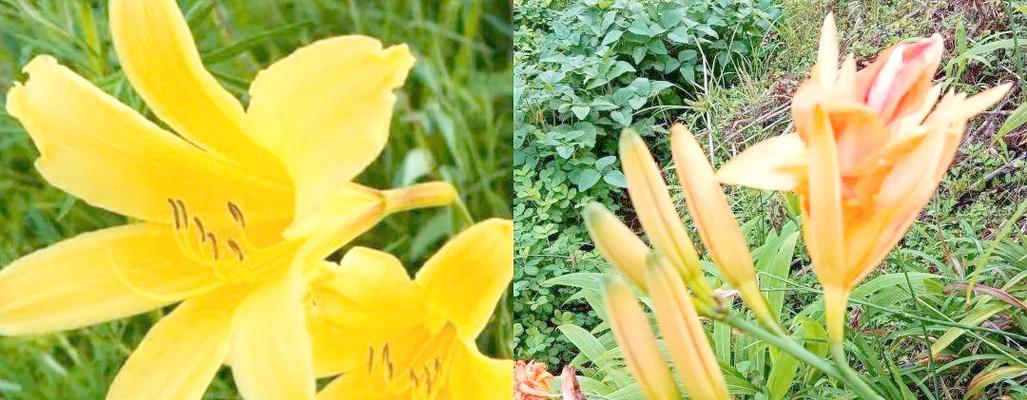 黄花菜和萱草的区别是什么？如何正确判别？