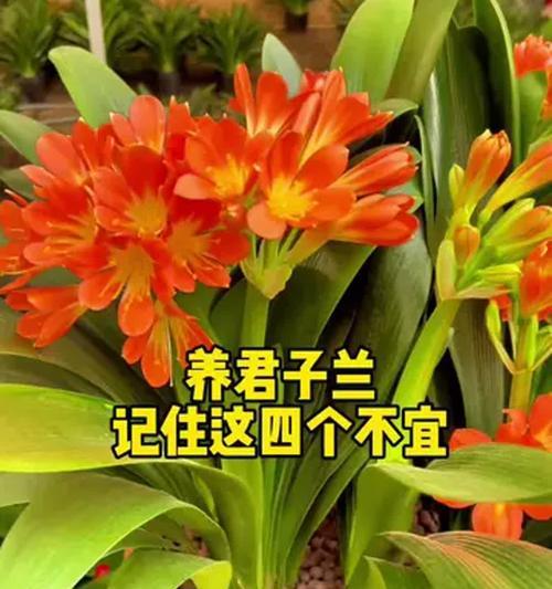 君子兰夏季养护的要点是什么？