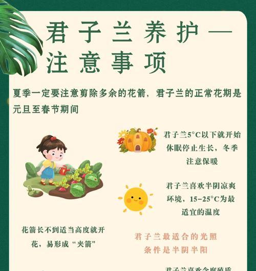 君子兰夏季养护的要点是什么？