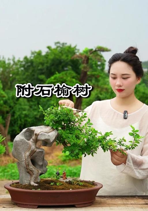 榆树附石的方法是什么？如何让榆树成功附着在石头上？