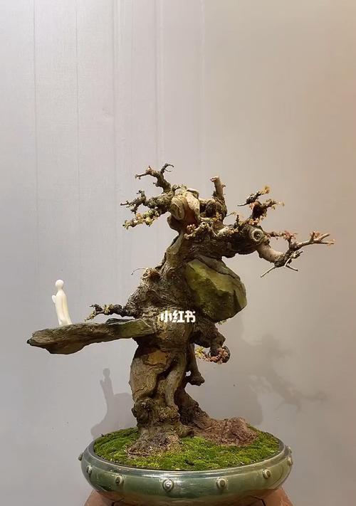 榆树附石的方法是什么？如何让榆树成功附着在石头上？