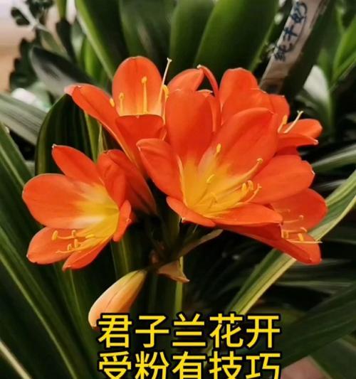君子兰开花的秘诀是什么？如何促进君子兰开花？