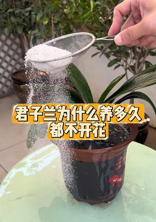 君子兰开花的秘诀是什么？如何促进君子兰开花？