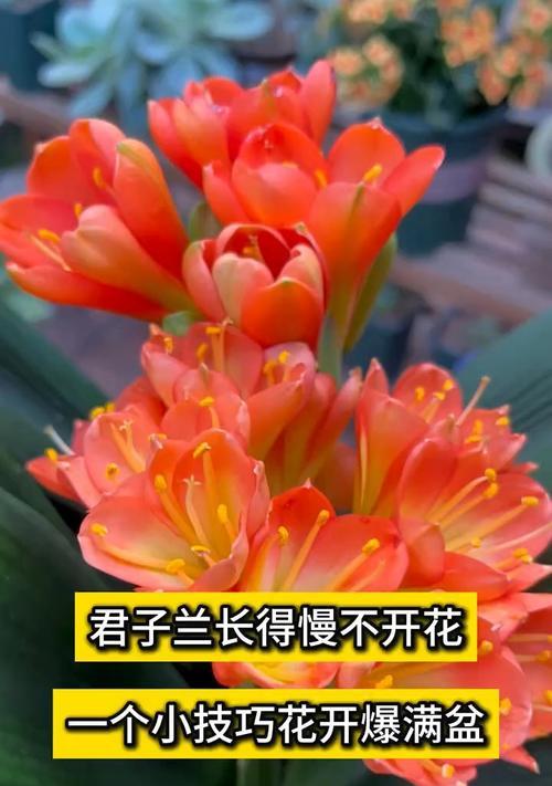 君子兰开花的秘诀是什么？如何促进君子兰开花？