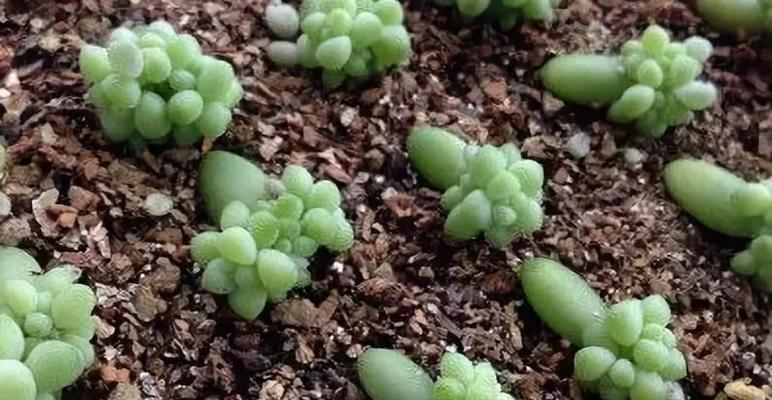 玉缀在夏季的养护要点是什么？
