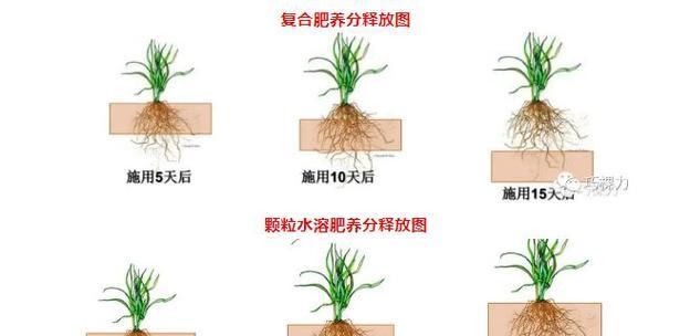 水溶性肥料的正确使用方法是什么？