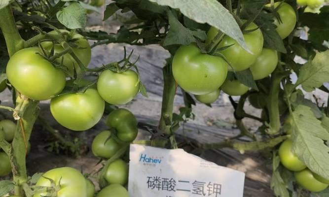 水溶性肥料的正确使用方法是什么？