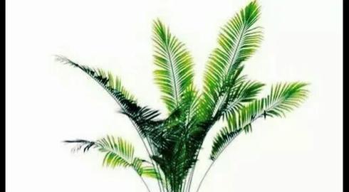 吸甲醛的植物有哪些？它们对室内空气质量有何影响？