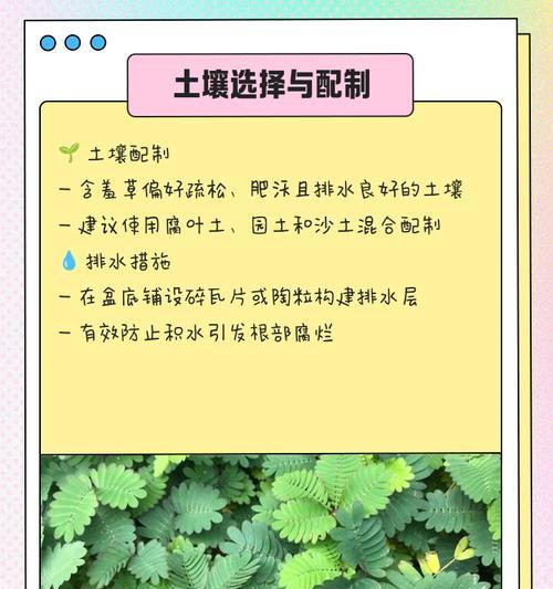 含羞草的最佳播种时间是什么时候？