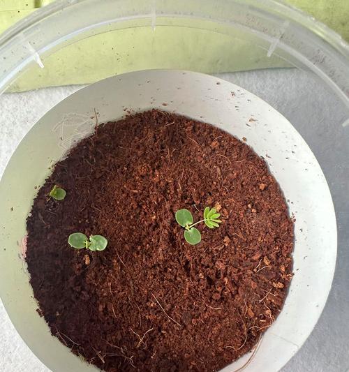 含羞草的最佳播种时间是什么时候？