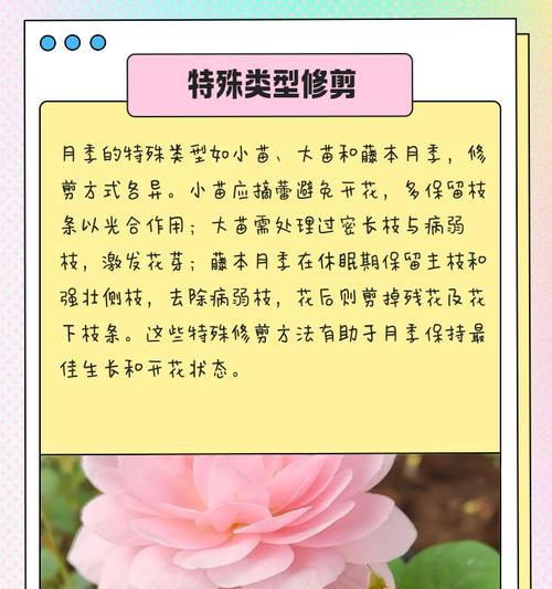 花草修剪的方法有哪些？如何正确修剪？