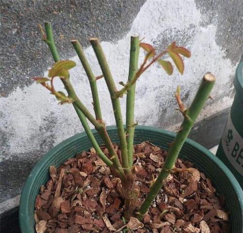 花草修剪的方法有哪些？如何正确修剪？