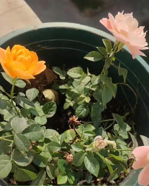 月季花瓣少如何解决？怎样才能开更多花？