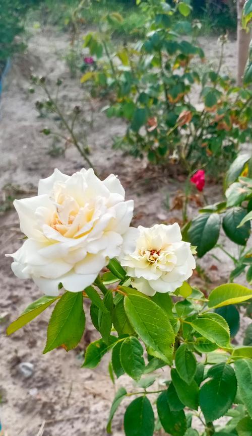 月季花瓣少如何解决？怎样才能开更多花？