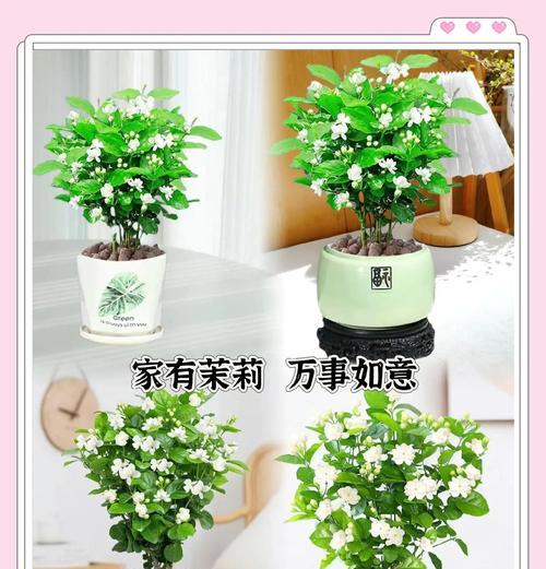 茉莉花施肥的最佳时机和方法是什么？