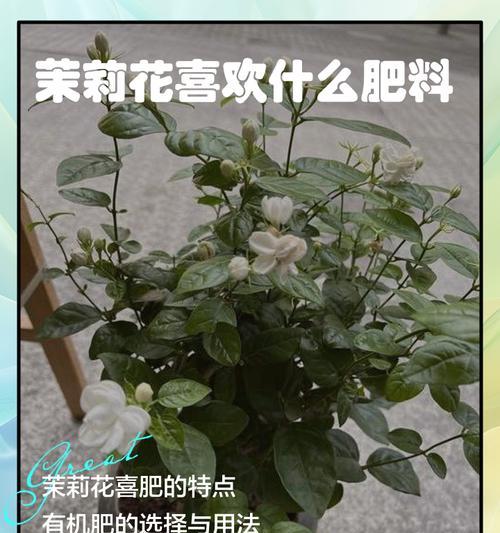 茉莉花施肥的最佳时机和方法是什么？