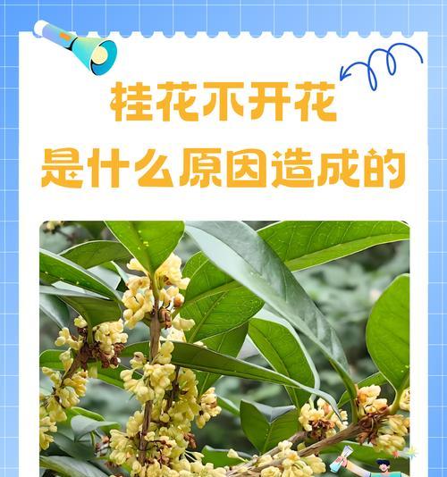 桂花盛开时间：桂花通常在什么时间开花？