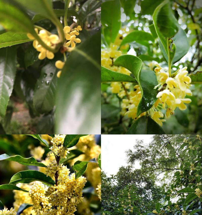 桂花盛开时间：桂花通常在什么时间开花？