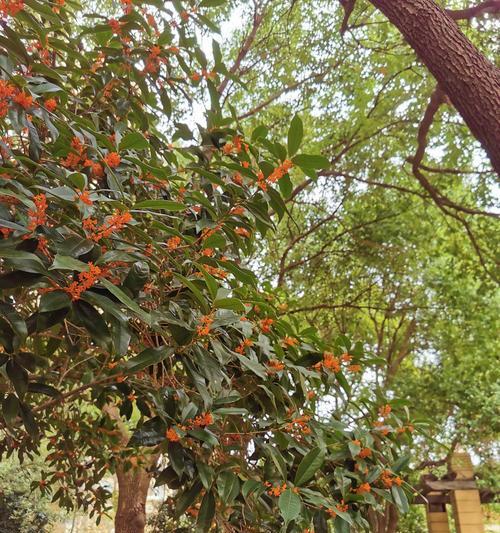 桂花盛开时间：桂花通常在什么时间开花？